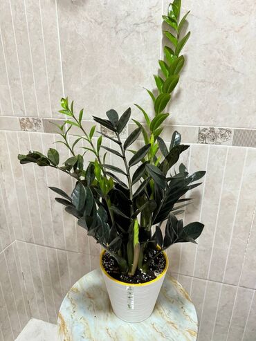 Другие комнатные растения: Замиокулькас (долларовое дерево)Черный Равен . Пересаженные