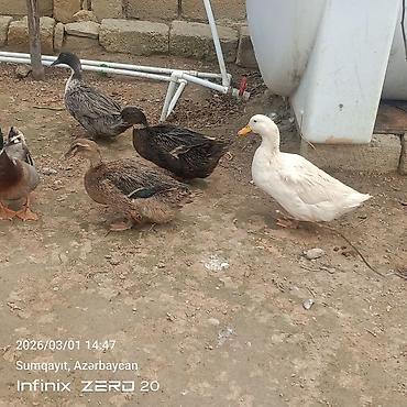 Ördəklər: Hamsi satılır çoxu yumurtduyur — 4