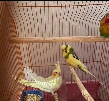 Tutuquşları: Cute hazir erek ve disi korellar hazir cutler ele orgetmek ucun bala — 9