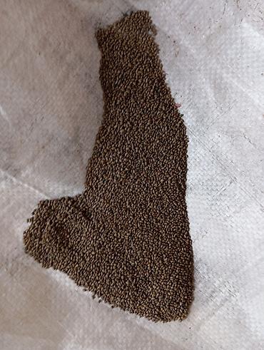 Люцерна: Люцерна at lalafo.kg — 5 Люцерна: Люцерна — 5