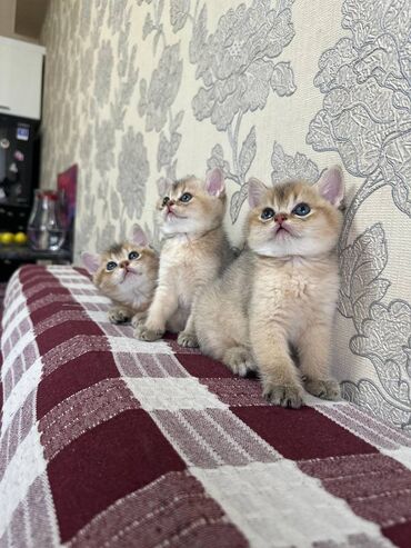 pulsuz pişik: Qızıl şinşilla, Erkək, Dişi, Ünvandan götürmə, Pulsuz çatdırılma