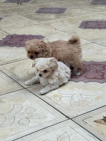 İtlər: 2 ay, Peyvəndli — 7