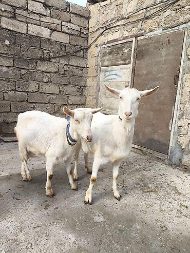 Keçilər, çəpişlər: Təmiz orginal 3 dənə Sani satılır ikisi balalıdı hərəsin bir balası — 9