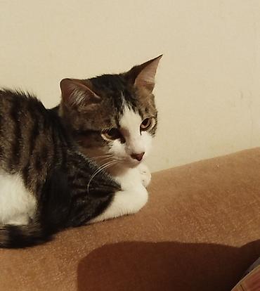 Отдам даром кошку: 3 месяца, Девочка — 10