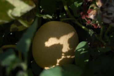 Другие услуги: Ищу бизнес партнера, инвестора, для выращивания овощей (открытый — 24