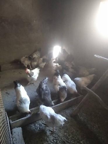 Куры, петухи: Продаю | Петух — 1