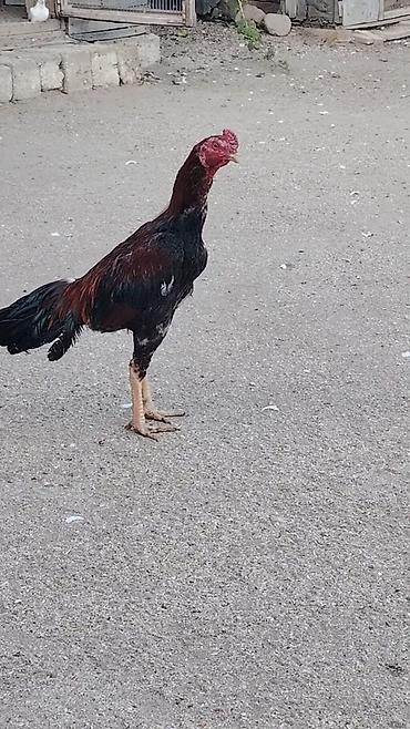 pisik sekli cekmek: Salam 11 aylıq xoruz və 3 fərə satılır .Hamısı öz heyvanlarının — 4
