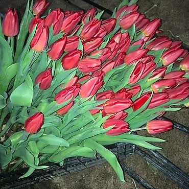 Букеты из живых цветов: Цветы Голландские Тюльпаны Оптом! Тюльпаны вместе с луковицами — 12