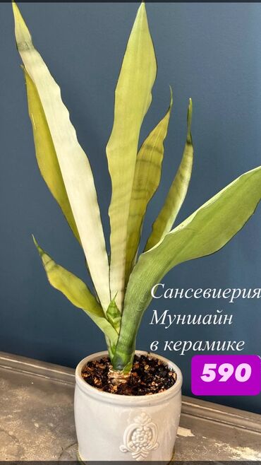 комнатные ростения: В распродаже сансевиерии, фикусы, кротон, алоказии, шефлеры