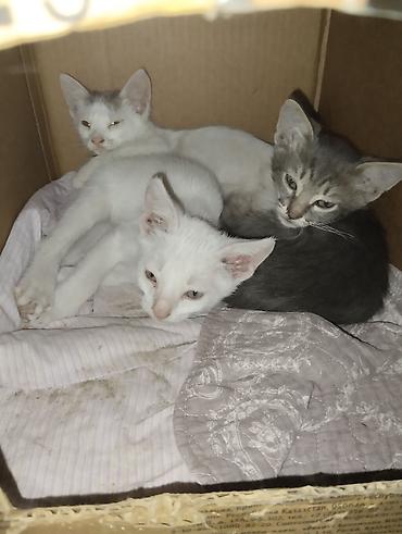 tri kota: Pulsuz verilir отдам котят в добрые руки, бесплатно. Три самца, котята — 2