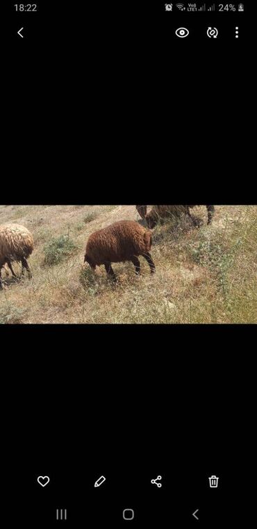 Digər kənd təsərrüfatı heyvanları: Qızıl qulaq erkək quzular satılır. Tərəzi ilə. 9 manatdan. Diri lalafo.az -da Digər kənd təsərrüfatı heyvanları: Qızıl qulaq erkək quzular satılır. Tərəzi ilə. 9 manatdan. Diri