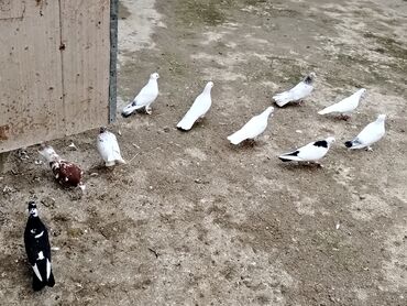 немецкие овчарки щенки купить: Salam hoptom 5manatdan 10denedi hazir bala veren quslar var icinde