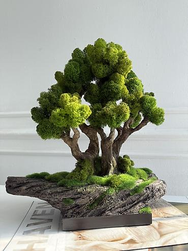 Декоративные цветы: Мини-дерево Бонсай из живого стабилизированного мха 🌿 ✅Цены указаны — 37