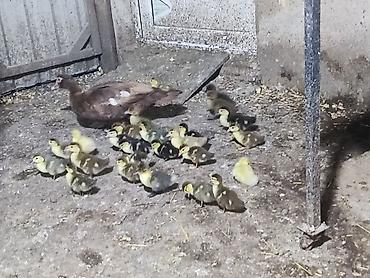 zvanok it type 0: Salam Aleykum təmiz cins lavanda mirvari krasnadar və zümrüdü — 3