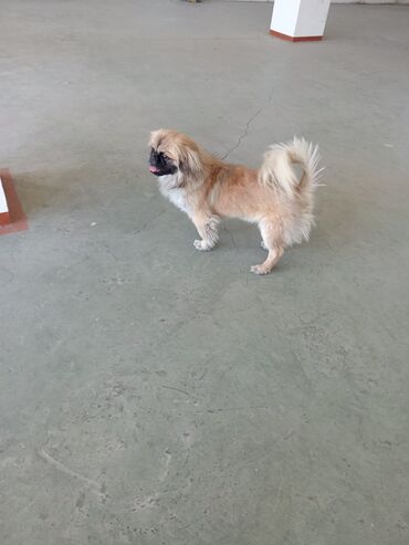 İtlər: Pekines, 2 il, Erkek