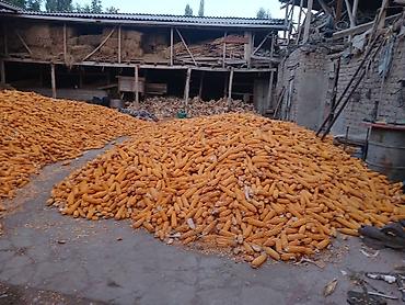 ферма продаю: Кукуруза. Мака узген, оптом 24сомдон — 2