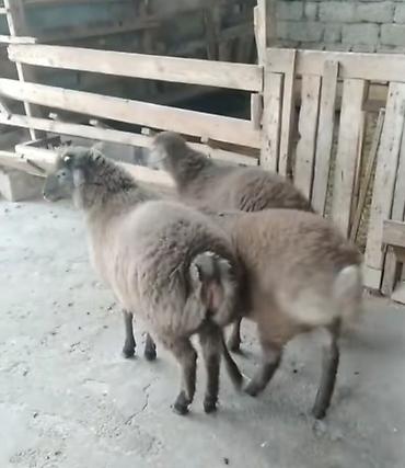 lalafo inek satisi: Qoyunlar – 3 baş - Cins: yerli yağlı quyruq (quyruqlu tip) — 5