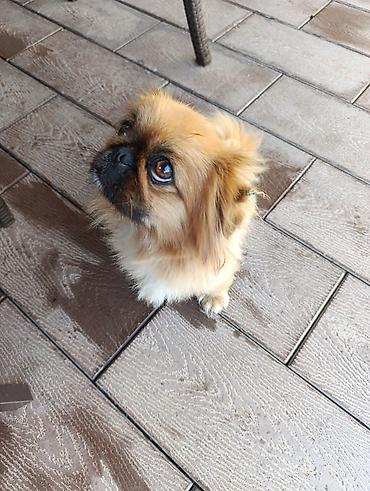 İtlər: Pekines, 2 il, Peyvəndli — 3
