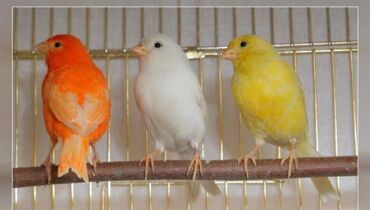 поющие птицы: Поющие канарейки разного цвета