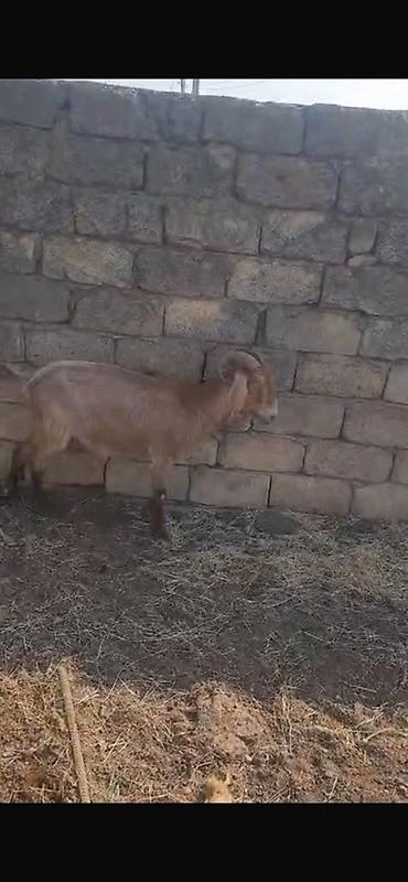 keci heyvan: Keçilər satılır 11 baş heyvandır maraqlanan əlaqə saxlaya bilər — 5
