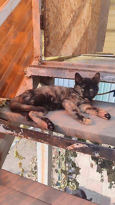 котята донского сфинкса купить: Кошка даром: Беспородная, 2 месяца, Девочка, Приучена к лотку — 6