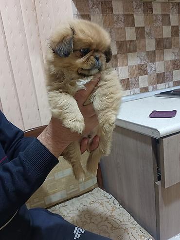 İtlər: Pekines, 2 ay, Dişi, Peyvəndli, Ünvandan götürmə — 3