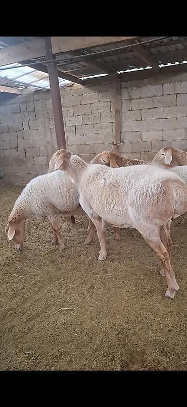 Продам с/х животных: Продаю | Овца (самка), Ягненок | Арашан | Для разведения | Племенные, Котные, Матка — 3