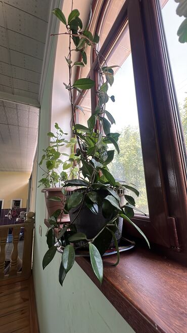 Otaq bitkiləri: Butun guleri endirimnen satiram ancag xanimlara satiw olur cox gul — 3