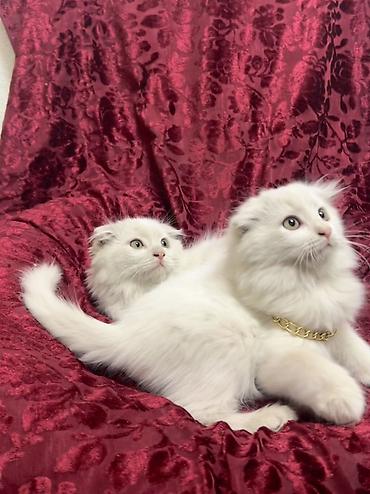 котята вислоухие купить: Скотиш Фолд (Шотландская вислоухая), 2 месяца, Мальчик, Белый, Приучена к лотку — 2