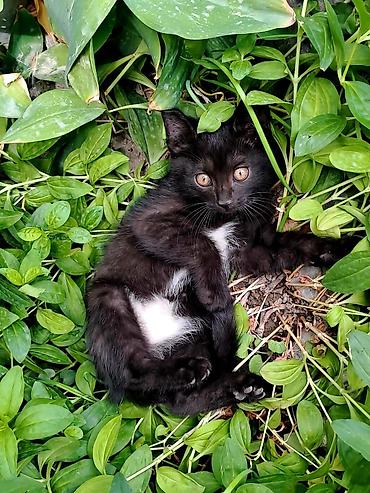 щенки отдам даром: Отдаём котят в хорошие руки. Город Ош. Котятам по 2 месяца. К латку — 3