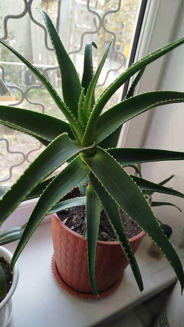 красный клен купить: Меняю алое на замиокулькас . район аламед рынка