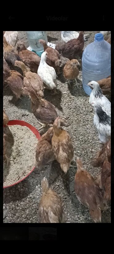 Cücələr: Toyuq cücələri, Damazlıq -da lalafo.az — 9 Cücələr: Toyuq cücələri, Damazlıq — 9