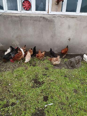 Toyuqlar: Toyuq, Damazlıq — 10