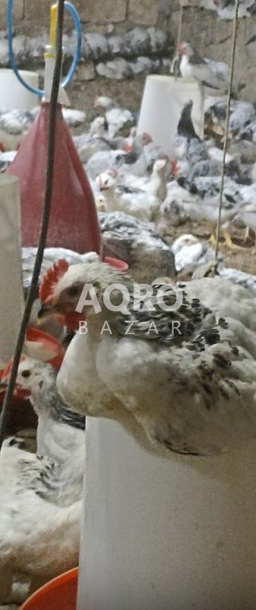 попугай жако купить в баку: Serebirist çolpalarimiz var kim isdese buyrub zakaz verə bilər bütün