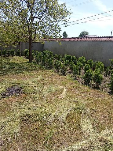 malc: Həmişəyaşıl dekorativ çit və topiar bitkiləri – Ligustrum (Privet) - — 1