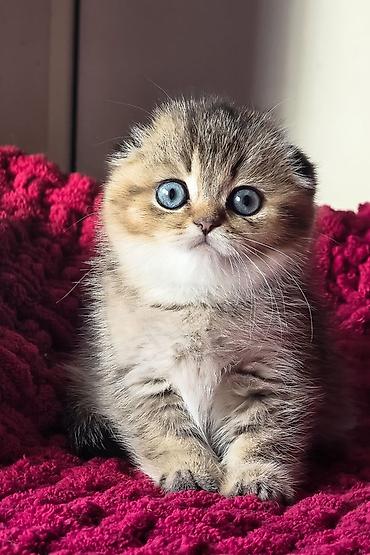 ragdoll pisik: Şotland yastı qulaq — 6