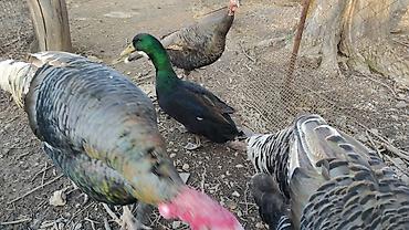 Другие с/х животные: Птицы для приусадебного хозяйства. - Утка с насыщенным тёмно‑зеленым — 5