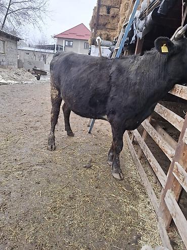 Коровы, быки: Продаю | Корова (самка), Тёлка — 4