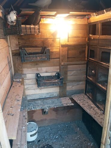 Göyərçinlər: Salam goyercin yuvası satılır tecili kim isitese elaqe saxlasin Bos — 5