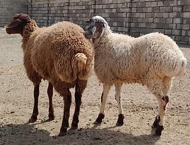 heyvan ve insan seksi: Damazlıq ve kesim üçün toglular — 1
