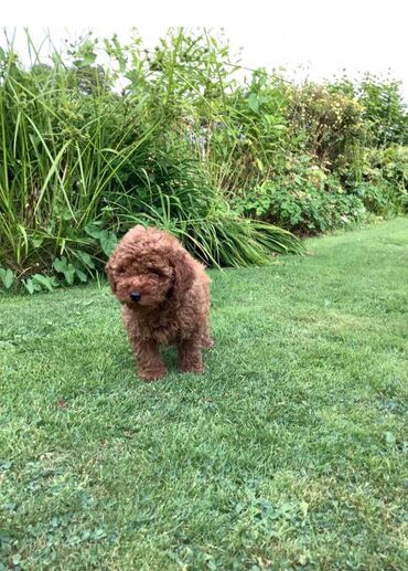 Cute toy poodle puppies available. 11 weeks old now. Purebred