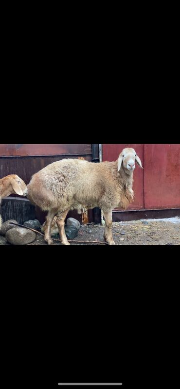 для животных: Продаю | Овца (самка), Баран (самец) | Арашан | Для разведения