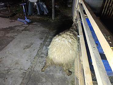 Баран, овца: Продаю | Овца (самка), Ягненок — 11