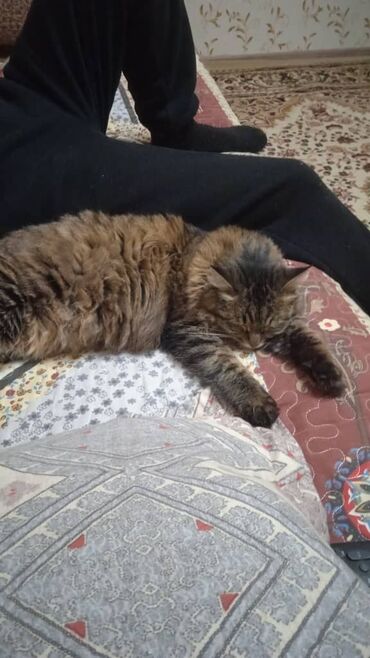Отдам даром кошку: Кошка даром: Беспородная, 3 года, Девочка, Приучена к лотку, Проглистована