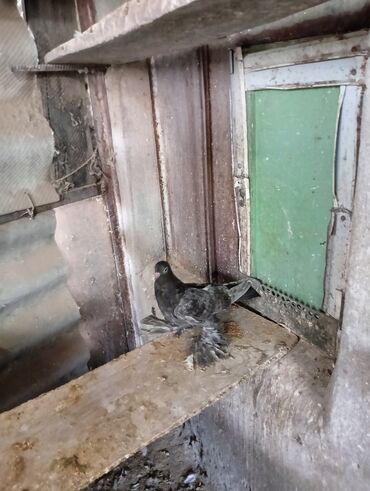 Птицы: Продаю молодых голубей 1 шт стоит пятьсот сом окончательно родители и — 3