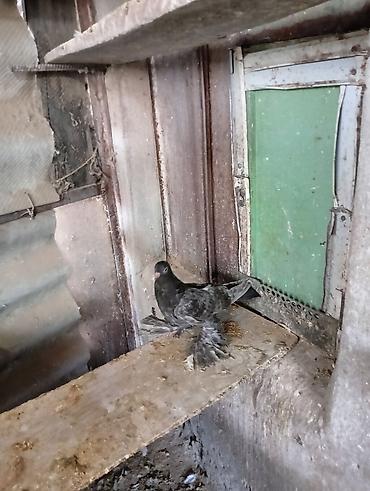 Птицы: Продаю молодых голубей 1 шт стоит пятьсот сом окончательно родители — 10