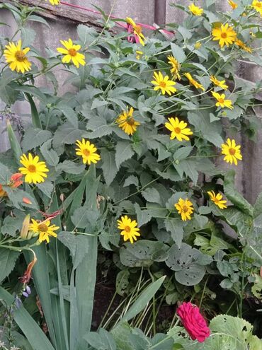 Продажа домов: Дом, 81 м², 4 комнаты, Собственник, Старый ремонт — 7