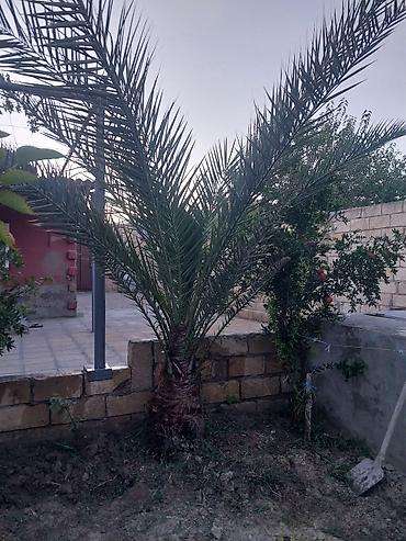 baki lenkeran nece saat: Xurma (xurma palması) – dekorativ landşaft üçün - Növlü xurma — 7