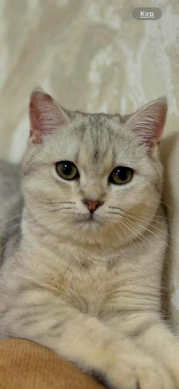 Pişiklər: Britan, Erkək, Dişi — 17