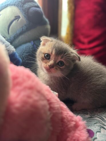 Pişiklər: Şotland yastı qulaq, Erkək, Dişi, Yaxşı əllərə, Ünvandan götürmə, Pulsuz çatdırılma, Ödənişli çatdırılma — 96